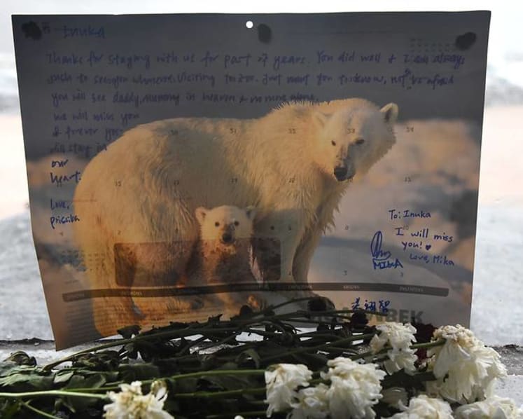 Commentary: What next after our outpouring of polar bear grief?