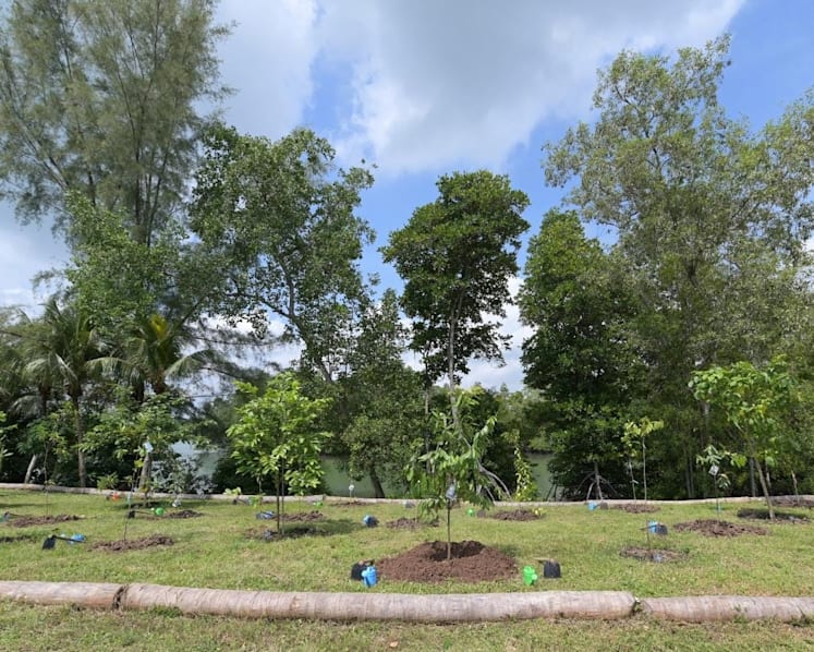 Tree nursery with endangered species launched at Pulau Ubin, two new insects discovered