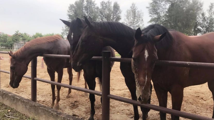 Stressors agitated horse in joyride mishap: Coroner
