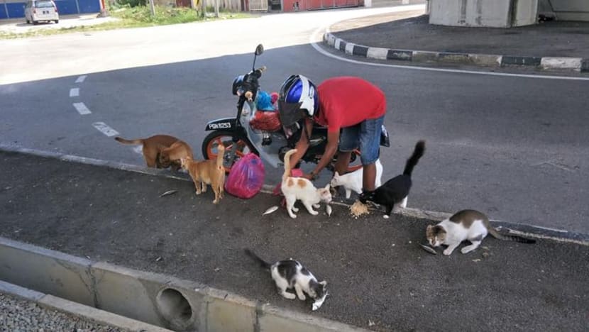 Anfalazie redah hujan, pastikan kucing, anjing terbiar tidak kebuluran
