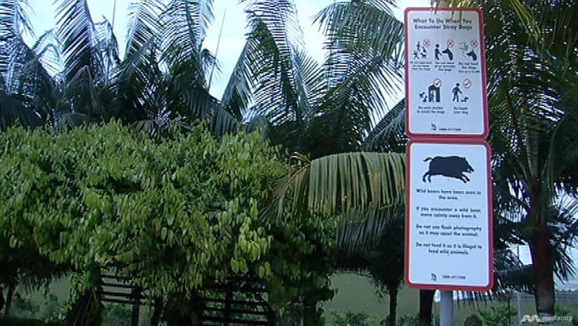 Singapore pork products not affected by cases of African swine fever in wild boars: SFA Singapore pork products not affected by cases of African swine fever in wild boars: SFA