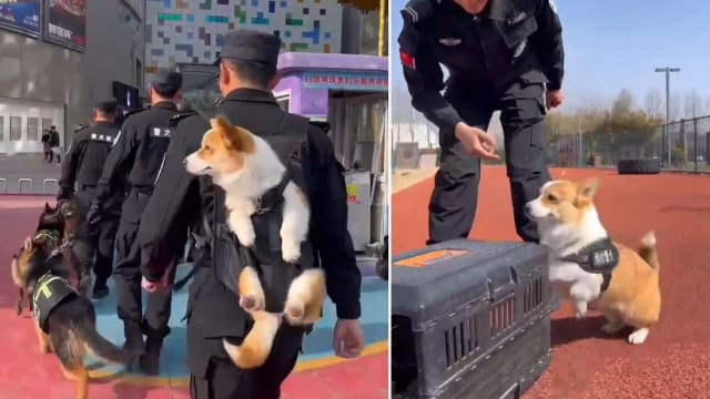 中国首只柯基警犬亮相 小短腿竟是优势