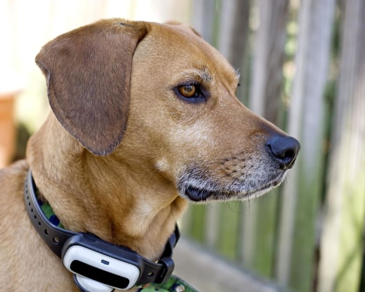 New NParks guidelines will not impose restrictions on use of electric shock collars to train animals