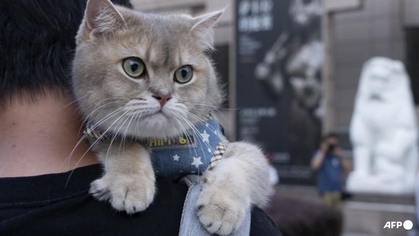 Fur-st of its kind: China debuts pet degree as booming industry faces talent crunch Fur-st of its kind: China debuts pet degree as booming industry faces talent crunch