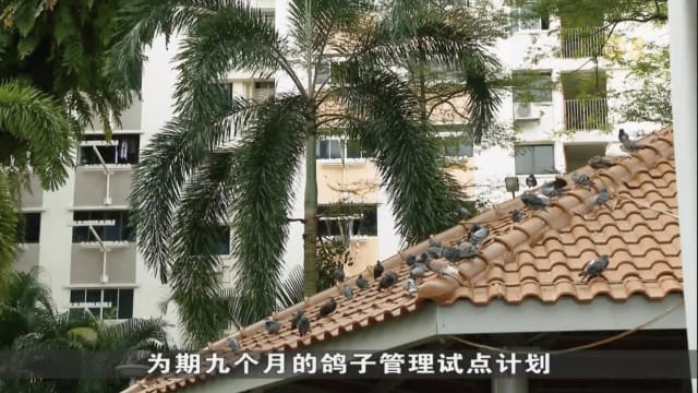 鸽子管控计划成效显著 有望全岛推广