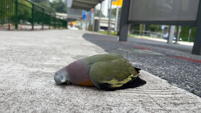 巴士站玻璃隔板变“夺命墙” 多鸟撞墙伤亡网民促关注