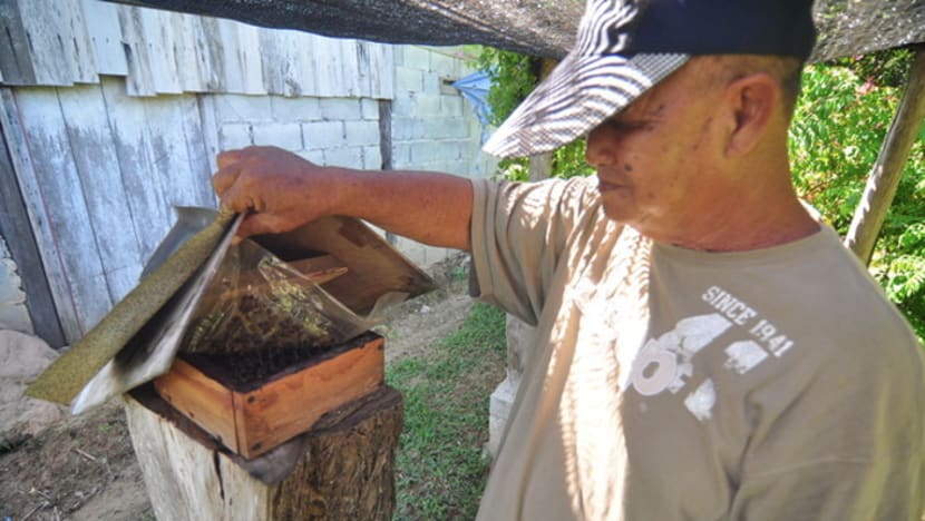Kelantan sasar jadi pengeluar madu kelulut terbesar M'sia