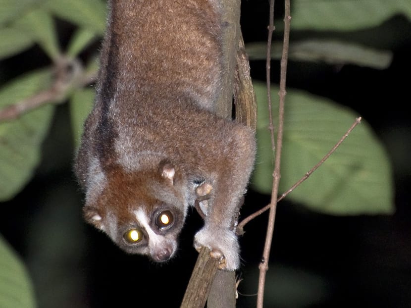 Impact of Cross Island work on MacRitchie significant without LTA mitigation measures
