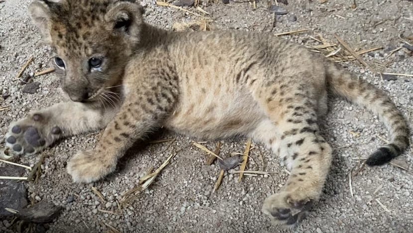 Lion cub Simba born in Singapore via artificial insemination