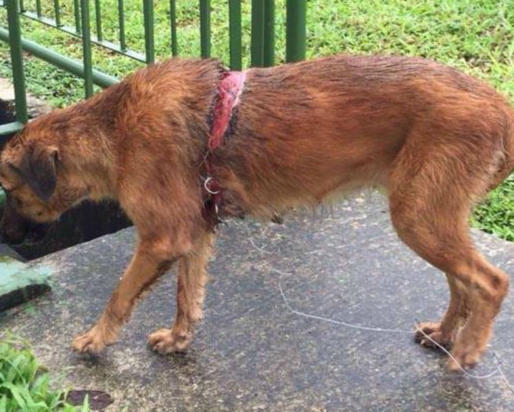 AVA investigating case of stray dog injured by steel trap at Lim Chu Kang