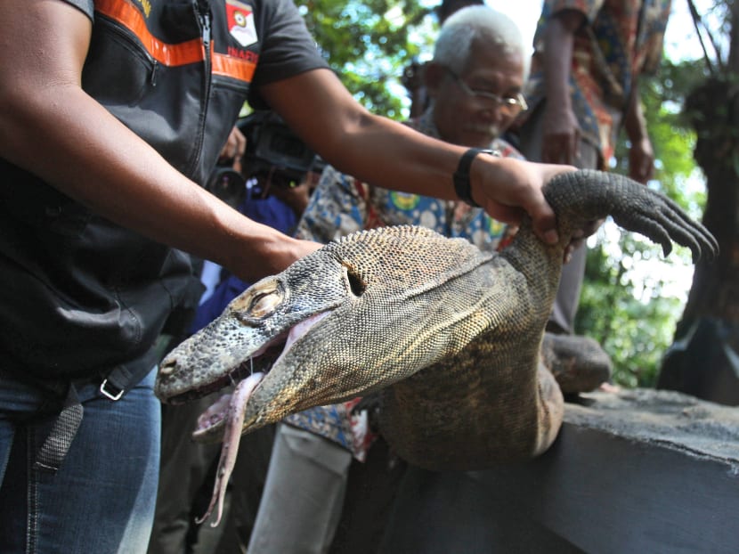 Komodo dragon dies at Indonesia’s ‘zoo of death’