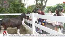 New S$12m stable in Sembawang provides 150 horses for community events 