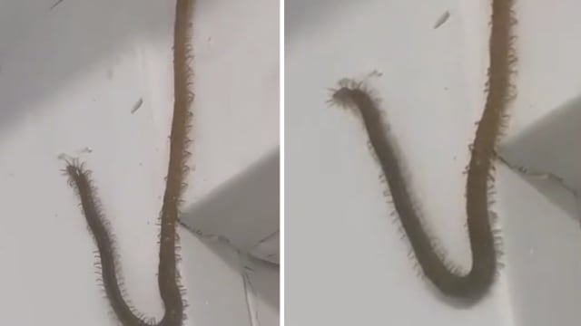 巨型蜈蚣爬墙视频疯传 网民：从未看过如此长的蜈蚣