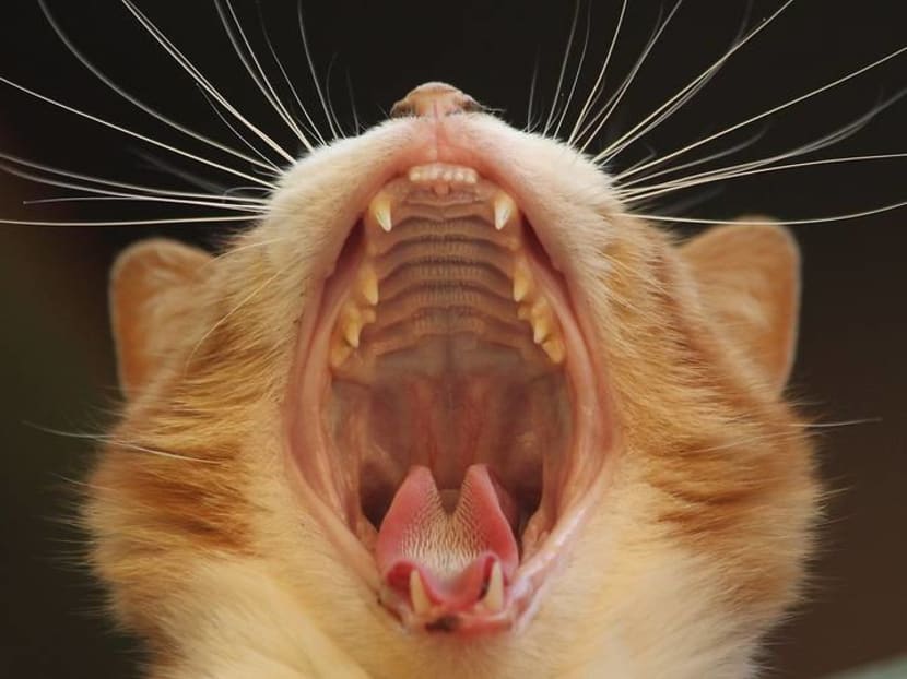 Struggling to wake up every morning?