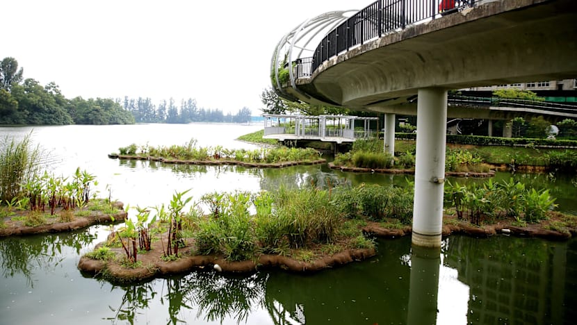 Biodiversity thriving on artificial Punggol waterway