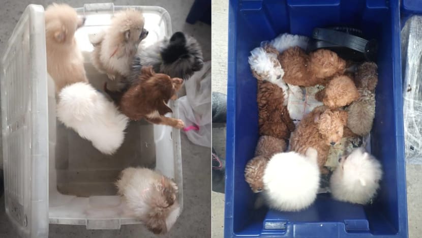 Jail for man who smuggled 26 puppies into Singapore; 19 died Jail for man who smuggled 26 puppies into Singapore; 19 died