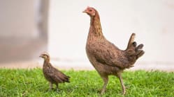 Related article image