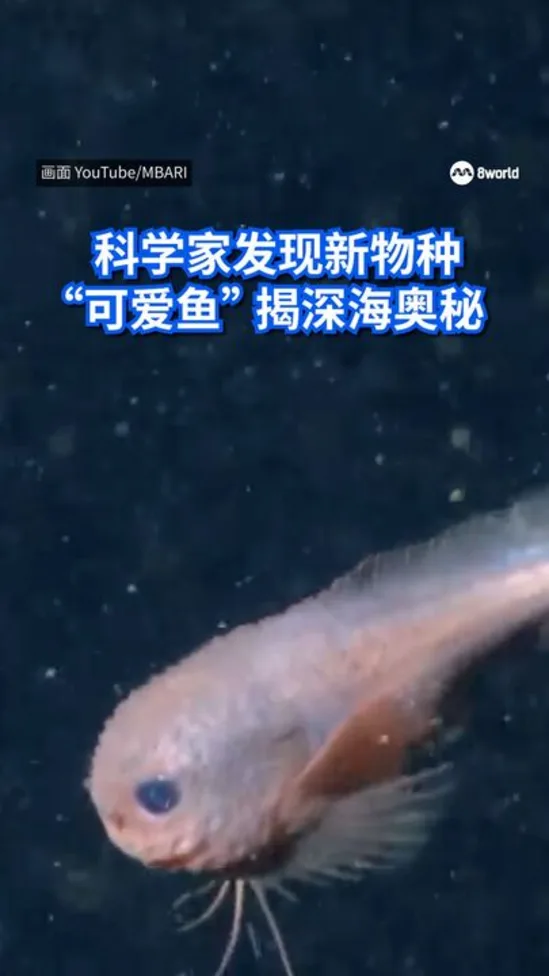 cute fish