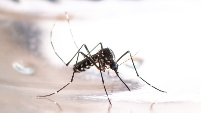 சிங்கப்பூரில் டெங்கித் தடுப்பு மருந்து?