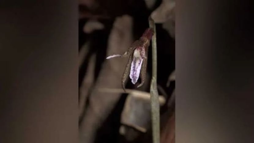 Spesies baru orkid asal S'pura ditemui di Hutan Simpanan Bukit Timah