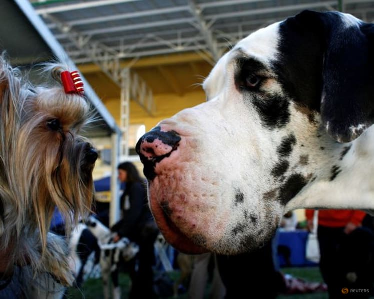 Large dogs age more quickly than small dogs at a molecular level