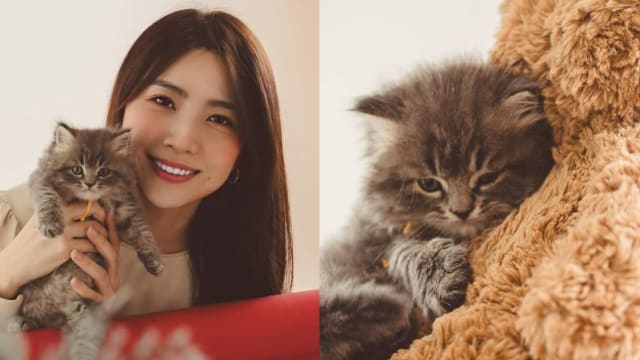 为小猫征求名字有结果　马艺瑄携“Lucky仔”传送圣诞祝福
