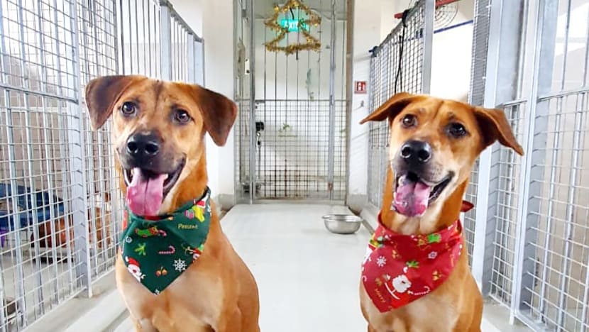 Commentary: Pet owners are still choosing dogs from pet stores instead of shelters. Why? Commentary: Pet owners are still choosing dogs from pet stores instead of shelters. Why?