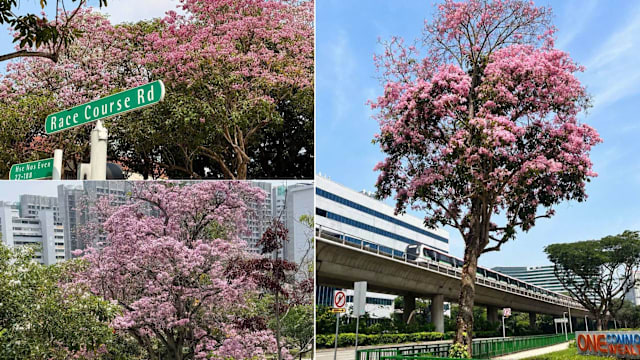  “本地樱花”多处绽放！ 近期降雨催开粉花风铃木