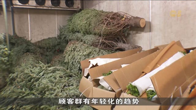 圣诞树需求强劲 运输成本上升推高售价