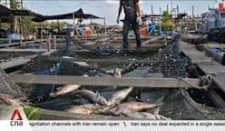 Singapore building model to predict algae blooms that threaten fish supply