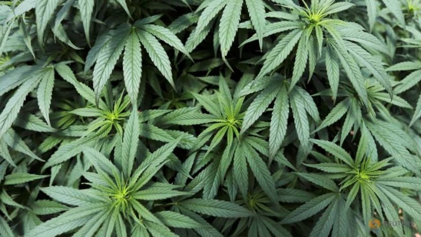 SIM student nabbed after man he sold cannabis to was arrested, gets jail and caning