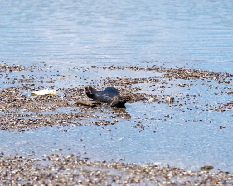 Mammoth remains revealed in Bulgaria after Danube water levels hit record low