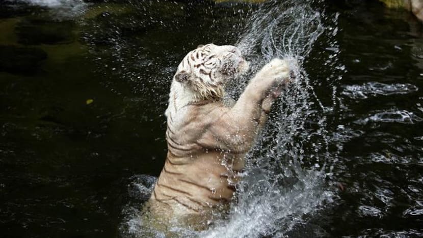 Singapore Zoo’s white tiger, Omar, dies