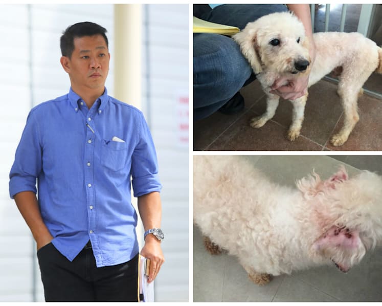 Owner of pet grooming school jailed, fined for abandoning 18 dogs