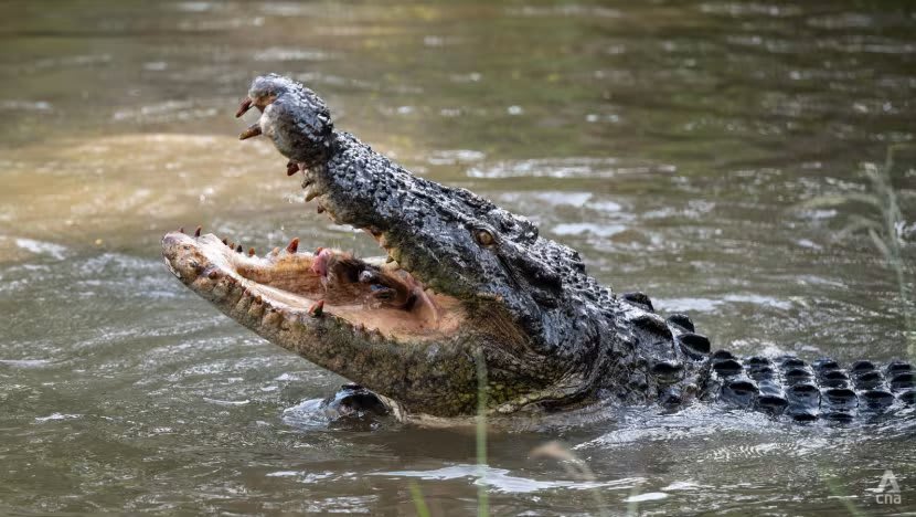 'Darah mengucur': Mengapa serangan buaya banyak terjadi di Bangka Belitung?