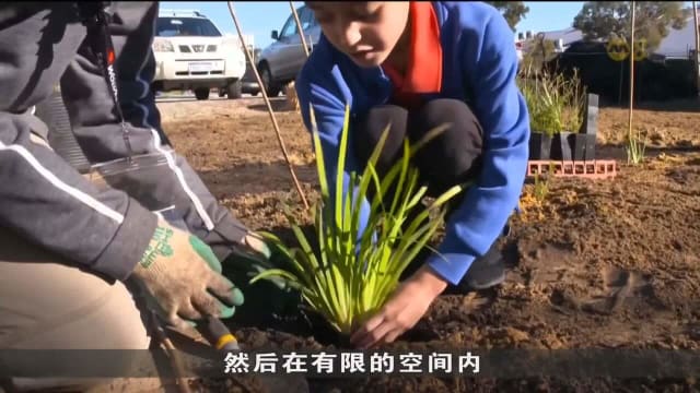 澳洲郊区广造小森林 尽快助社区降温