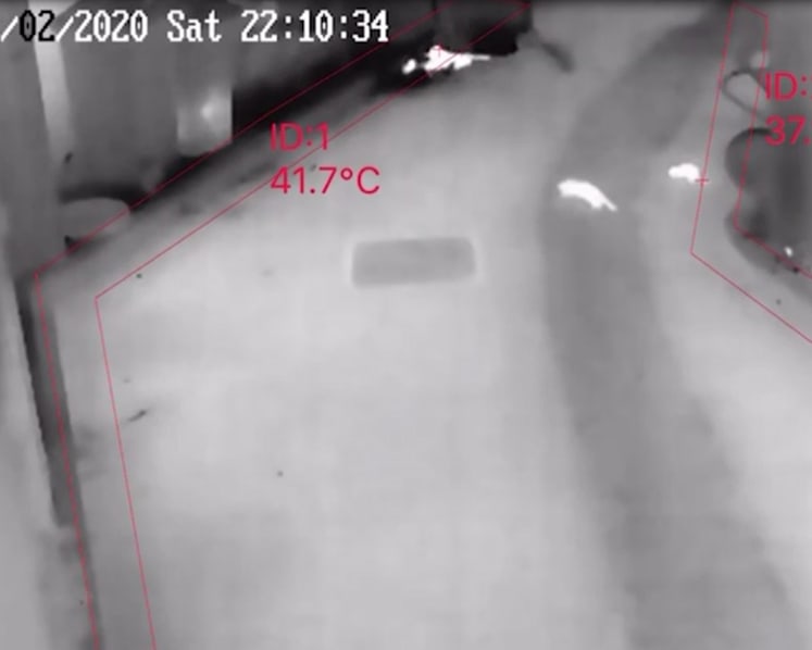 Trial of thermal imaging cameras for rat surveillance to begin at 2 locations next week