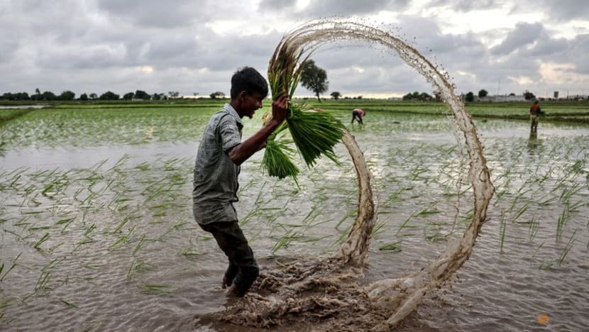 Global rice prices have hit a floor, but India's supply glut will smother any gains: Analysis Global rice prices have hit a floor, but India's supply glut will smother any gains: Analysis