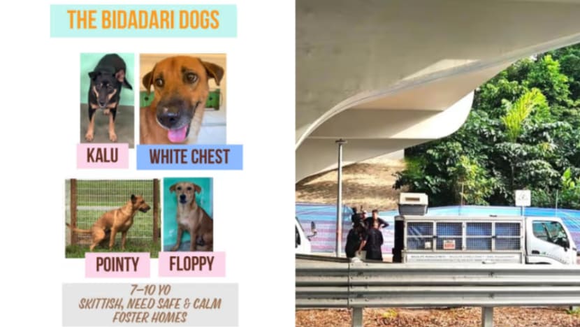 Anjing terbiar di Taman Bidadari akan ditangkap secara 'berperikemanusiaan' susuli maklum balas awam Anjing terbiar di Taman Bidadari akan ditangkap secara 'berperikemanusiaan' susuli maklum balas awam