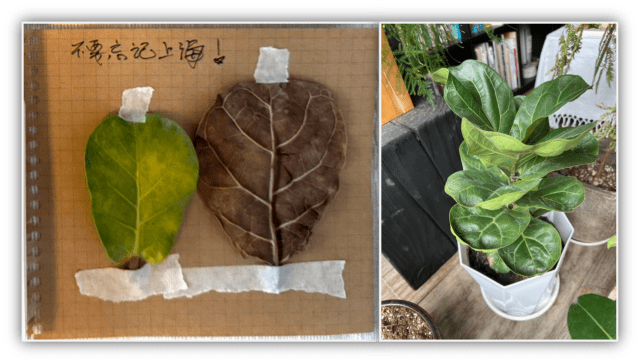 【城市呼吸｜卓明】上海过客——厦门林妹妹