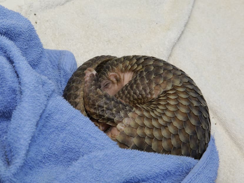 Pangolin found weak and hungry now thriving: WRS