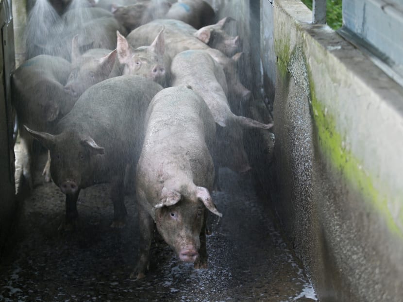 Watching from farm to fork: Keeping food in Singapore safe in the global era Watching from farm to fork: Keeping food in Singapore safe in the global era