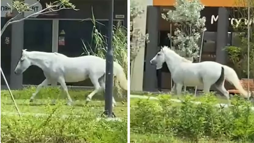 2 kuda terlepas dari kandang di Pasir Ris