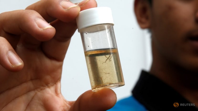 Commentary: Uncovering the factors fueling record-high dengue cases in Singapore Commentary: Uncovering the factors fueling record-high dengue cases in Singapore