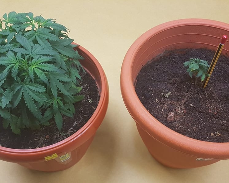 Man who grew cannabis plants in his Yishun flat gets 4 years' jail
