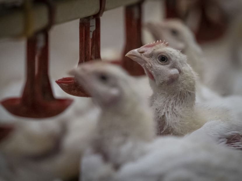 Malaysia's chicken export ban to stay 'indefinitely' until domestic supply stabilises: Minister