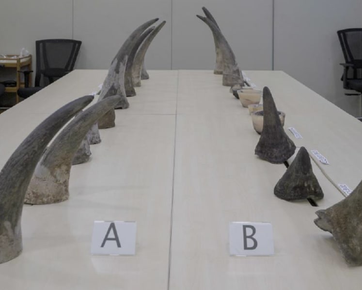 Rhinoceros horns worth S$1.2 million seized at Changi Airport, largest such haul in Singapore