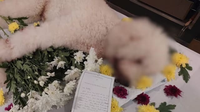 贵宾犬疑因无人看管致死 公园局调查丹戎加东宠物美容店