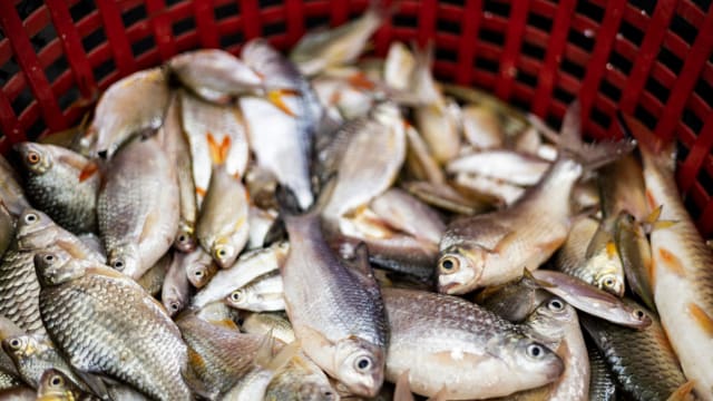 再有30人感染侵入性乙型链球菌 累计病例增加到70起