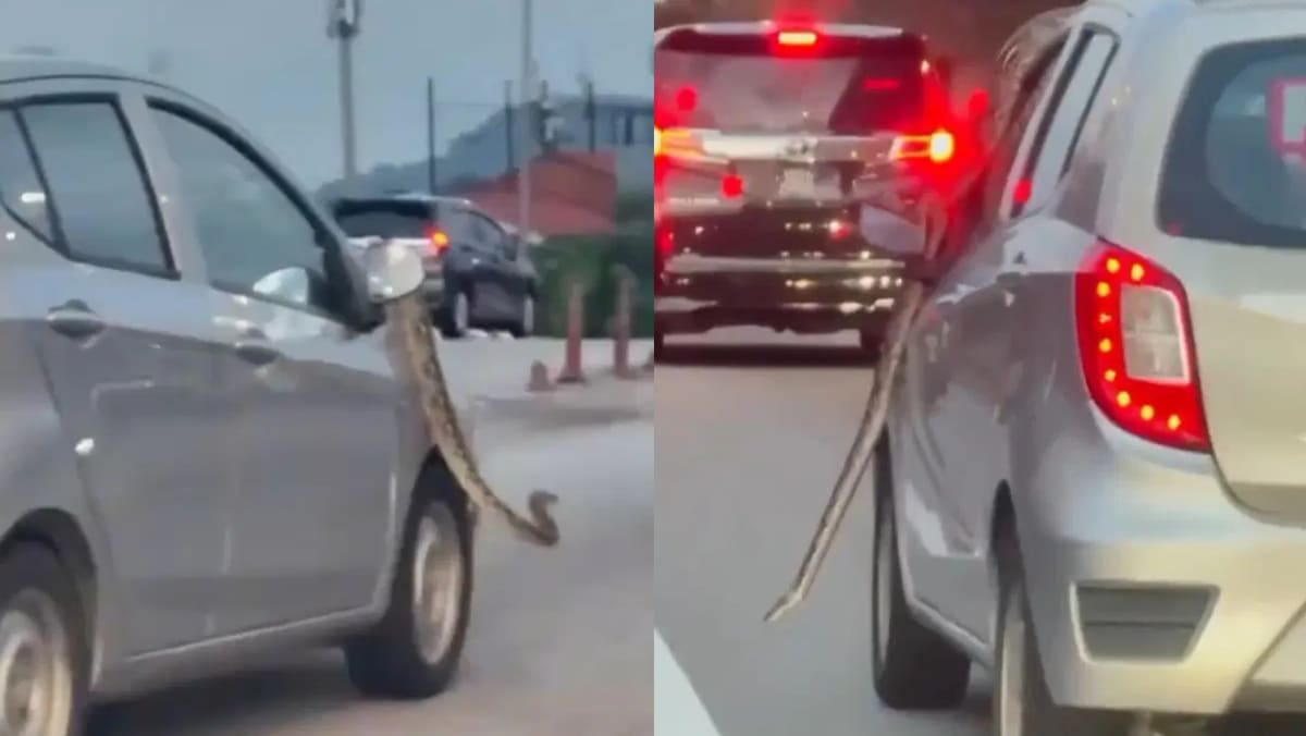 Python Spotted Chilling On Top Of Moving Car As Motorists Honk To Alert ...